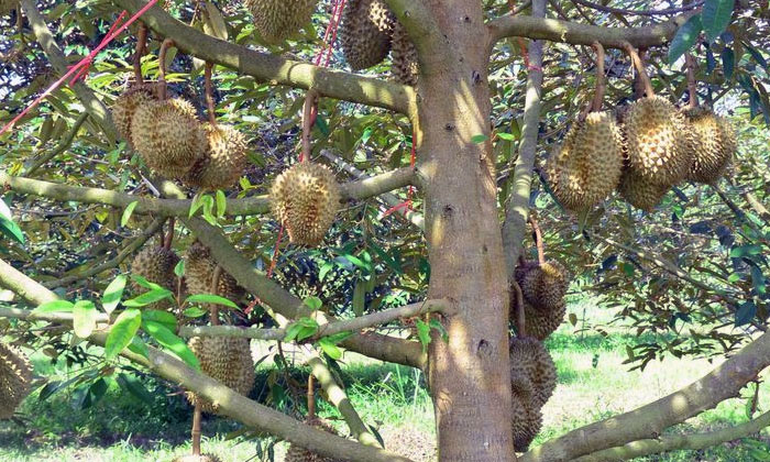 tips sukses menanam durian agar cepat berbuah